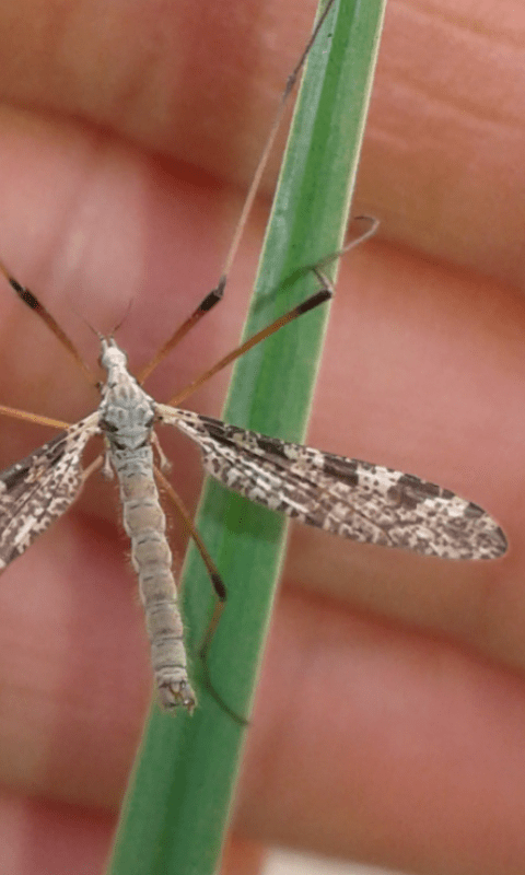 Limoniidae : Limnophila pictipennis ?  S, maschio